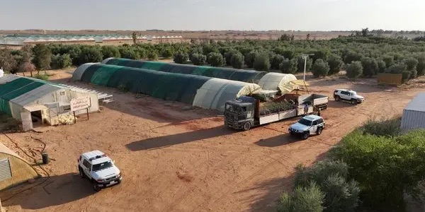 محمية الملك سلمان بالشراكة مع "مروج" يسعيان لتفعيل دور المتطوعين في تنمية الغطاء النباتي 1 محمية الملك سلمان و"مروج" يتعاونان لتفعيل دور المتطوعين في تنمية الغطاء النباتي