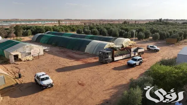 محمية الملك سلمان بالشراكة مع “مروج” يسعيان لتفعيل دور المتطوعين في تنمية الغطاء النباتي