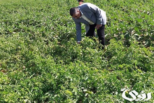 رأهمية الزراعة في الوطن العربي وأهم مشكلاتها أهمية الزراعة في الوطن العربي وأهم مشكلاتها