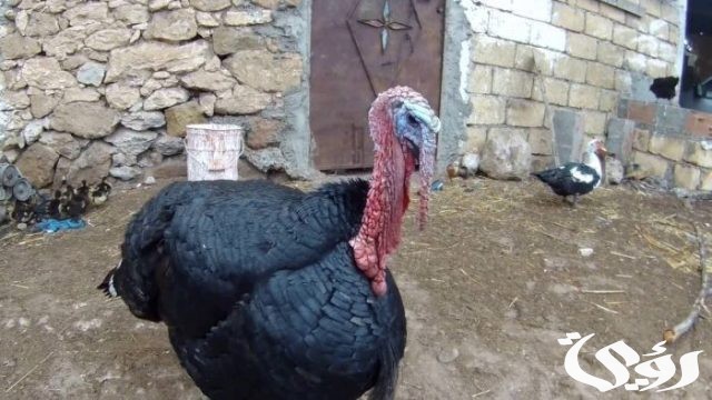 دراسة جدوى مشروع تربية الديوك الرومي دراسة جدوى مشروع تربية الديوك الرومي