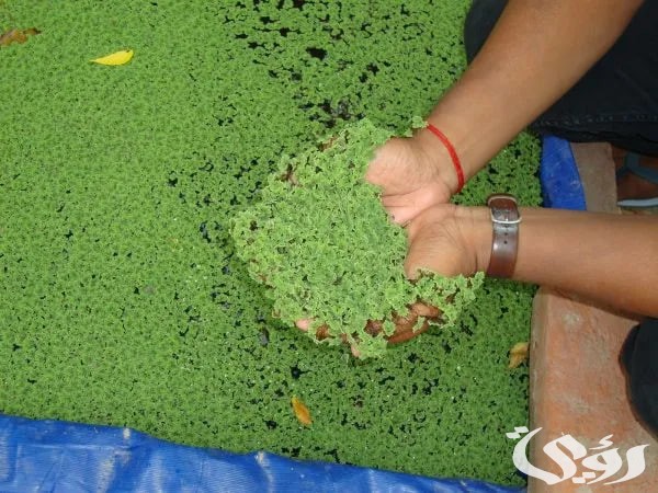 سعر و أماكن بيع بذور الأزولا في السعودية 2026 سعر و أماكن بيع بذور الأزولا في السعودية 2026