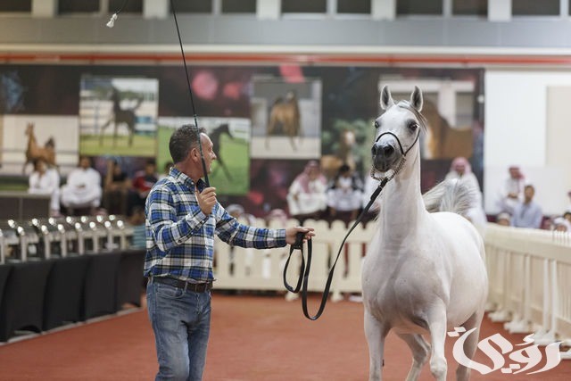 بطولة حائل الدولية لجمال الخيل تعلن بدء التسجيل في مزاد الجياد الأصيلة 6 بطولة "حائل الدولية لجمال الخيل" تعلن استقبال مزاد الجياد الأصيلة