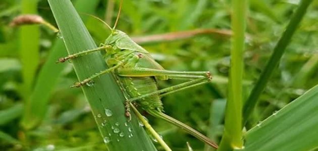 تفسير حلم الخوف من الجراد في المنام للعزباء 1 تفسير حلم الخوف من الجراد في المنام للعزباء