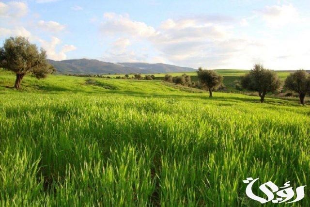 تفسير حلم العشب الأخضر فى المنام