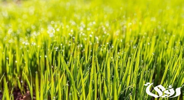 تفسير حلم العشب الأخضر فى المنام