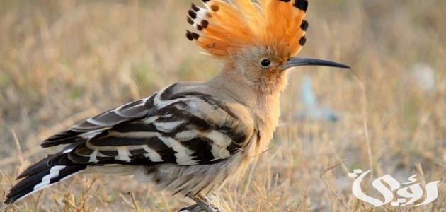 تفسير حلم رؤية طائر الهدهد في المنام تفسير حلم رؤية طائر الهدهد في المنام
