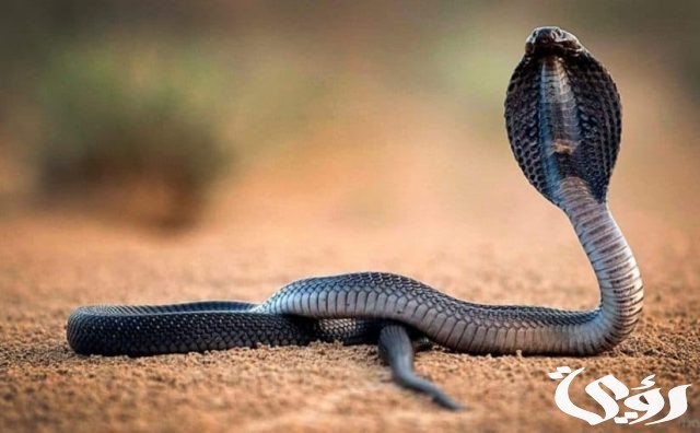 تفسير رؤية حلم الأفاعي السوداء في المنام