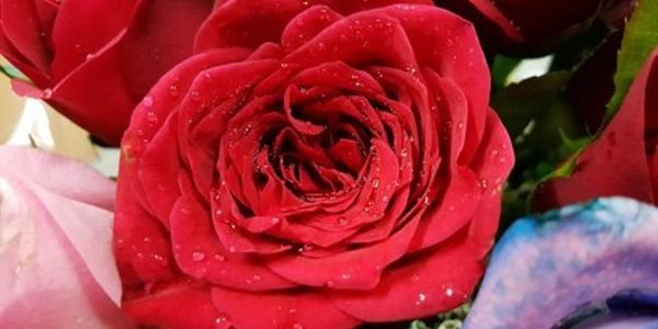 تفسير حلم رؤية الورود والزهور في المنام 1 تفسير حلم رؤية الورود والزهور في المنام للعزباء