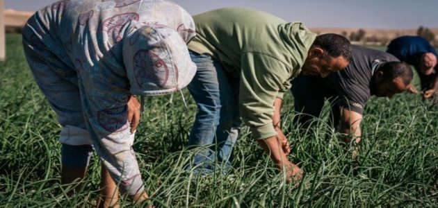 شروط وخطوات سداد الرسوم لتجديد إقامة عامل زراعي 1 ما شروط وطريقة سداد الرسوم لتجديد إقامة عامل زراعي؟ وقيمتها بالريال