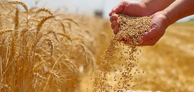 تحقق أعلى مستوى.. الصين تحصد 652.29 مليون طن من أنتاج الحبوب 1 مستوى حصاد قياسي | الصين تزيد في قوتها الاقتصادية بإنتاج الحبوب