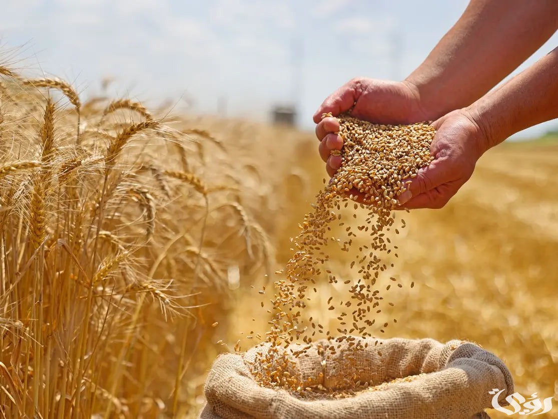 تحقق أعلى مستوى.. الصين تحصد 652.29 مليون طن من أنتاج الحبوب
