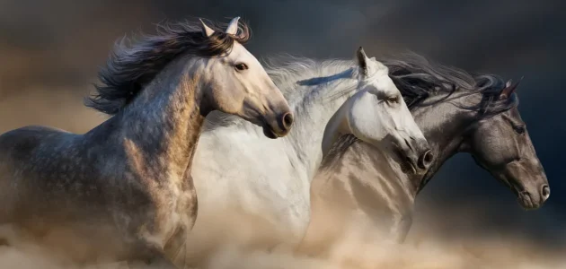 تفسير حلم رؤية الحصان الأبيض والأسود في المنام 1 تفسير حلم الحصان الأبيض والأسود في المنام
