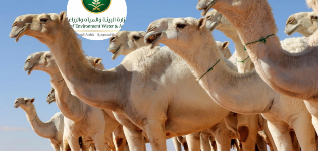 "وزارة البيئة والمياه والزراعة" أعرف دلوقتي خطوات التسجيل في خدمة ترقيم الإبل في السعودية والشروط اللازمة 2026 1 خطوات التسجيل في خدمة ترقيم الإبل في السعودية والشروط اللازمة 2025.. “وزارة البيئة والمياه والزراعة” توضح