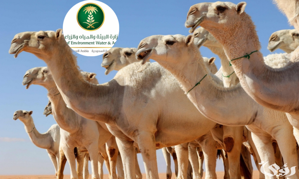 “وزارة البيئة والمياه والزراعة” أعرف دلوقتي خطوات التسجيل في خدمة ترقيم الإبل في السعودية والشروط اللازمة 2026