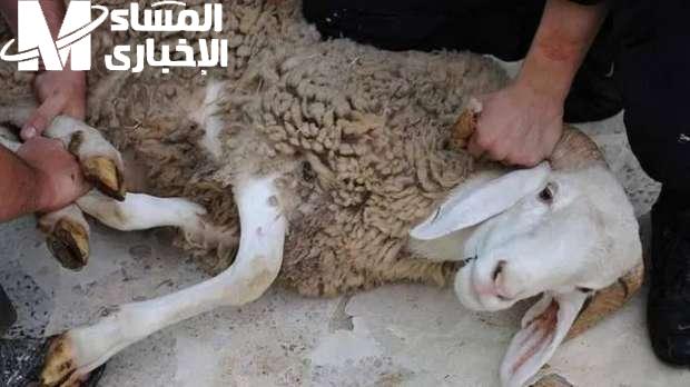 <p><strong>"خطوات مُتقنة لسلخ الخروف بسهولة وأمان: دليل شامل للمبتدئين"</strong></p> 1 "خطوات مُتقنة لسلخ الخروف بسهولة وأمان: دليل شامل للمبتدئين"