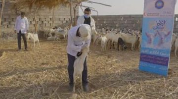 الهلال الأحمر يدعم مشروع الأضاحي في يمن: تعزيز الأمل في محافظتين