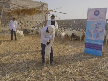 الهلال الأحمر يدعم مشروع الأضاحي في يمن: تعزيز الأمل في محافظتين 5 الهلال الأحمر يدعم مشروع الأضاحي في يمن: تعزيز الأمل في محافظتين