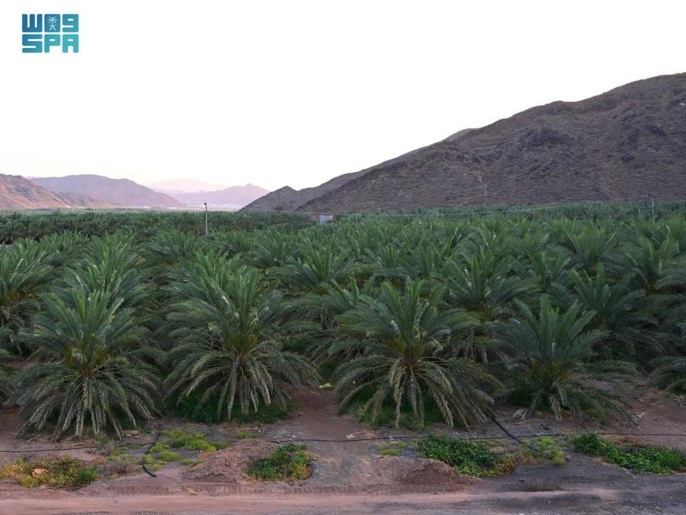 مدينة الأحلام: خطوات جديدة لتنمية الغطاء النباتي تعزز البيئة وتعيد الحياة!