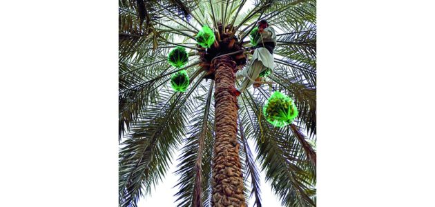موسم خراف النخل: كنز من العطاء والخير ينتظر اكتشافه! 1 موسم خراف النخل: كنز من العطاء والخير ينتظر اكتشافه!