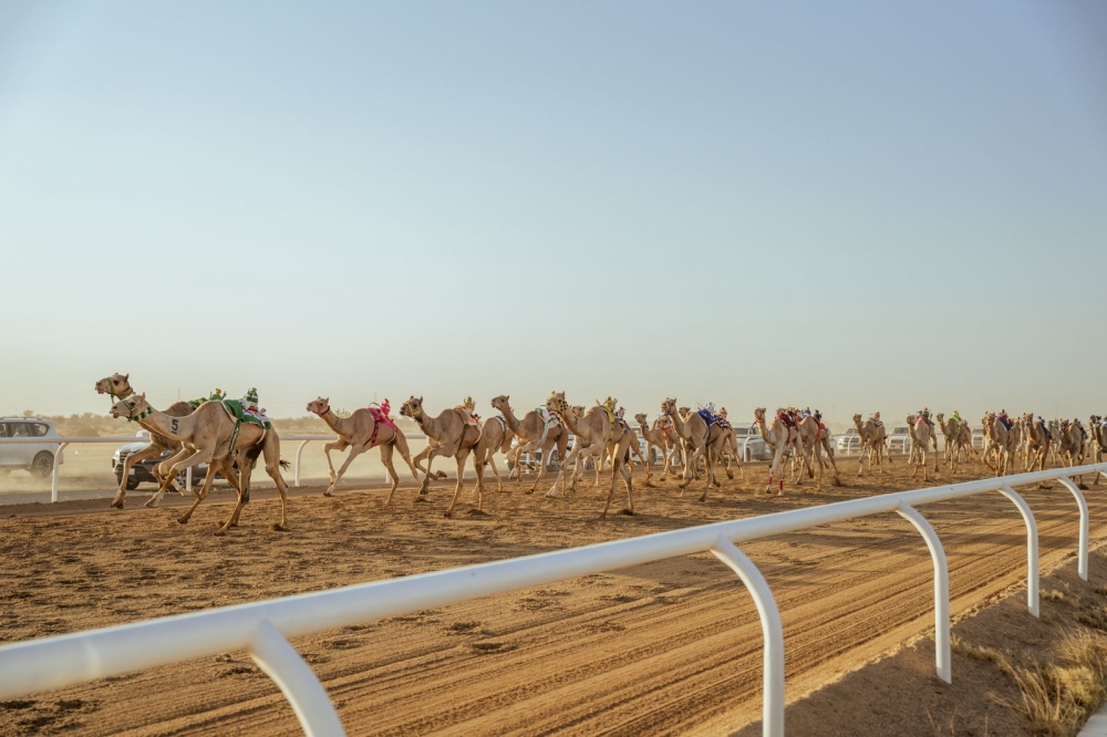 الهجن السعودية تتألق في "اللقايا" وتحقق 30 انتصاراً في 25 شوطاً
