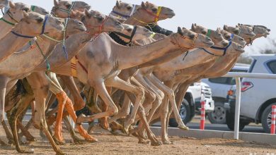 الهجن السعودية تحقق إنجازًا تاريخيًا بتصدرها 65% من المراكز الأولى في مهرجان ولي العهد