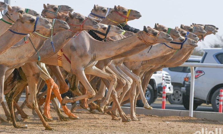 الهجن السعودية تحقق إنجازًا تاريخيًا بتصدرها 65% من المراكز الأولى في مهرجان ولي العهد