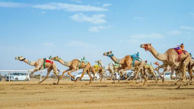 الهجن السعودية تهيمن على 15 شوطًا في منافسات "الجذاع" وتحقق إنجازًا تاريخيًا جديدًا