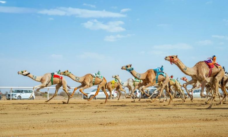 الهجن السعودية تهيمن على 15 شوطًا في منافسات "الجذاع" وتحقق إنجازًا تاريخيًا جديدًا 1 الهجن السعودية تهيمن على 15 شوطًا في منافسات "الجذاع" وتحقق إنجازًا تاريخيًا جديدًا