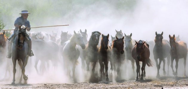 مهرجان الخيول الإسباني العريق: 520 عاماً من التراث والبهجة! 1 مهرجان الخيول الإسباني العريق: 520 عاماً من التراث والبهجة!